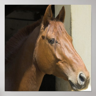 Impresión cuarta americana de la foto del caballo