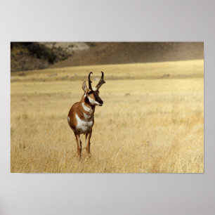 Impresión curiosa de un antílope de Pronghorn