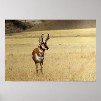 Impresión curiosa de un antílope de Pronghorn