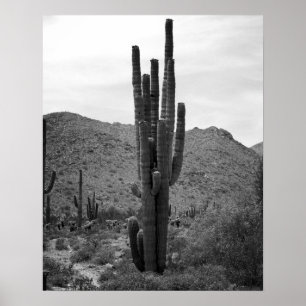 Impresión de 16x20 Posters de cactus de desierto e
