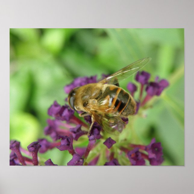 Impresión de abeja melífera y flores púrpuras (Frente)