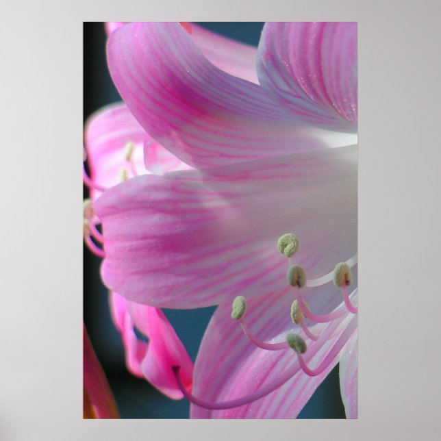 Impresión de abrazo rosa (Frente)