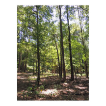 Impresión de Acres perdidas