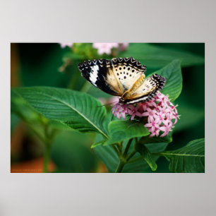 Impresión de Alas de Pequeño Leopardo