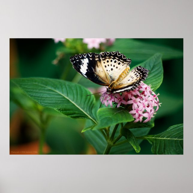 Impresión de Alas de Pequeño Leopardo (Frente)