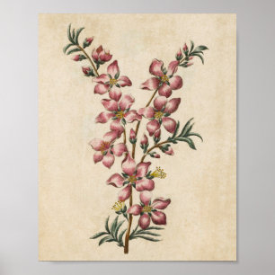 Impresión de almendras de almendra floral botánica