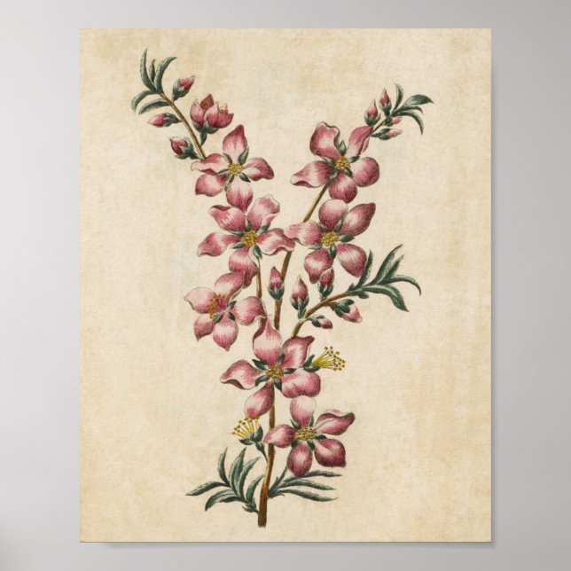 Impresión de almendras de almendra floral botánica (Frente)