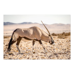 Impresión de alta calidad de la foto del Oryx en