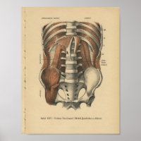 Impresión de anatomía alemana 1888 de vintage Abdo