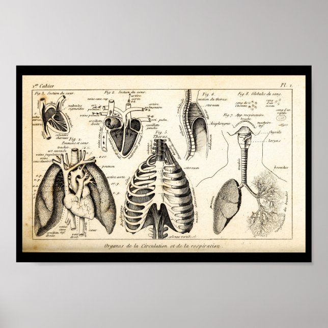 Impresión de anatomía cardíaca humana de 1844 vint (Frente)