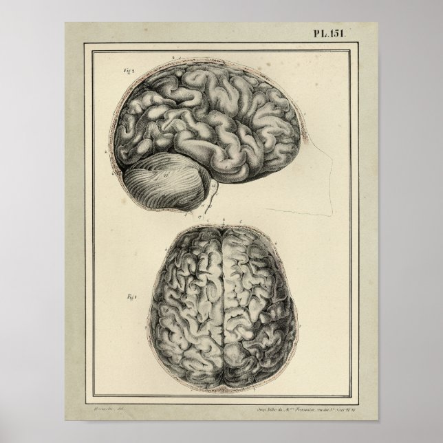 Impresión de anatomía cerebral de 1831 vintage (Frente)