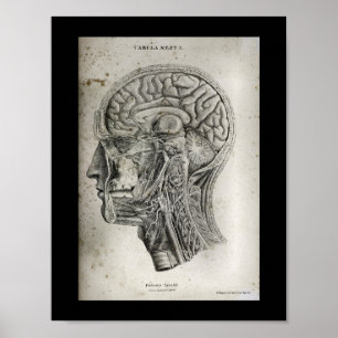 Impresión de anatomía cerebral de corte transversa