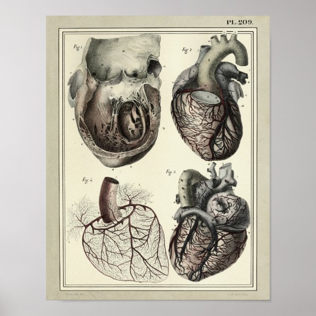 Impresión de anatomía de arterias cardíacas 1831 v (Frente)