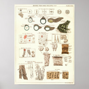 Impresión de anatomía de biología de rana de 1881
