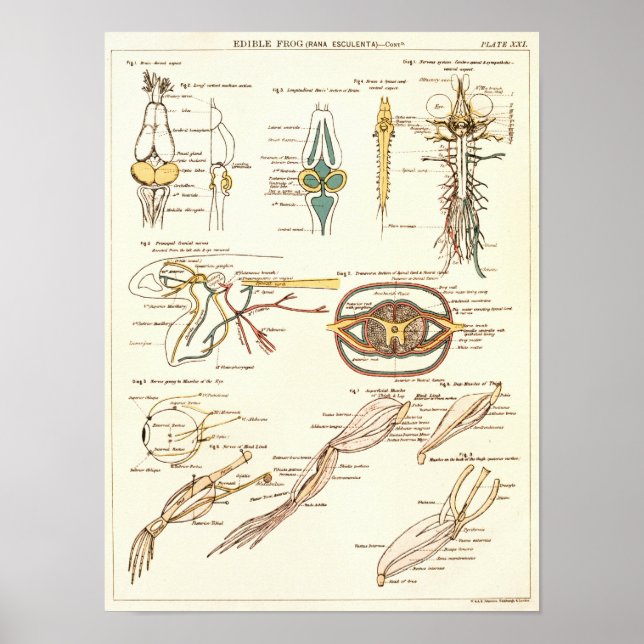 Impresión de anatomía de biología de rana de 1881  (Frente)