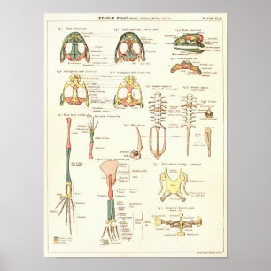 Impresión de anatomía de biología de rana de 1881