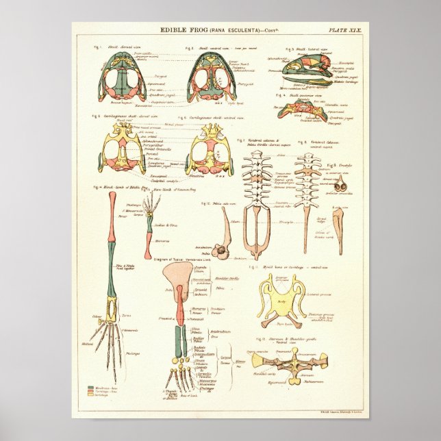 Impresión de anatomía de biología de rana de 1881  (Frente)