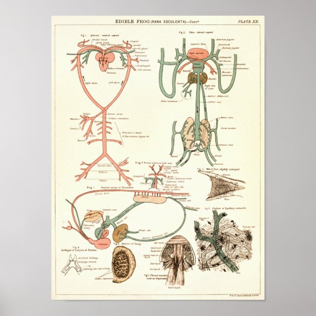 Impresión de anatomía de biología de rana de 1881  (Frente)