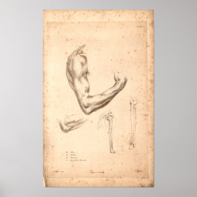 Impresión de anatomía de brazo de época 1833 (Frente)