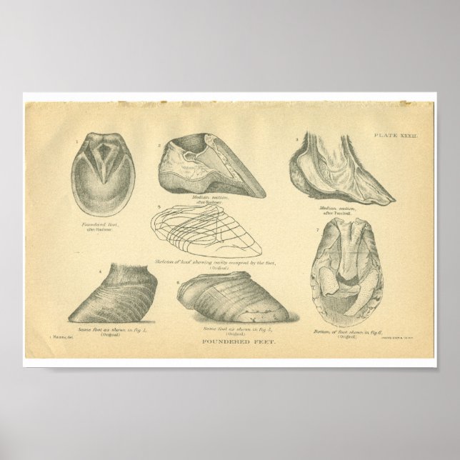 Impresión de anatomía de caballos de época (Frente)