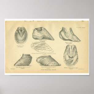 Impresión de anatomía de caballos de época