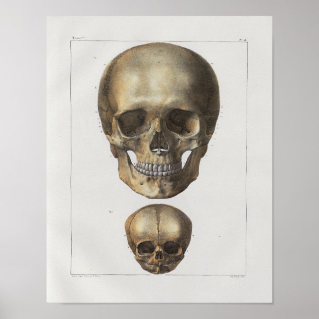Impresión de anatomía de calavera humana de 1867 (Frente)