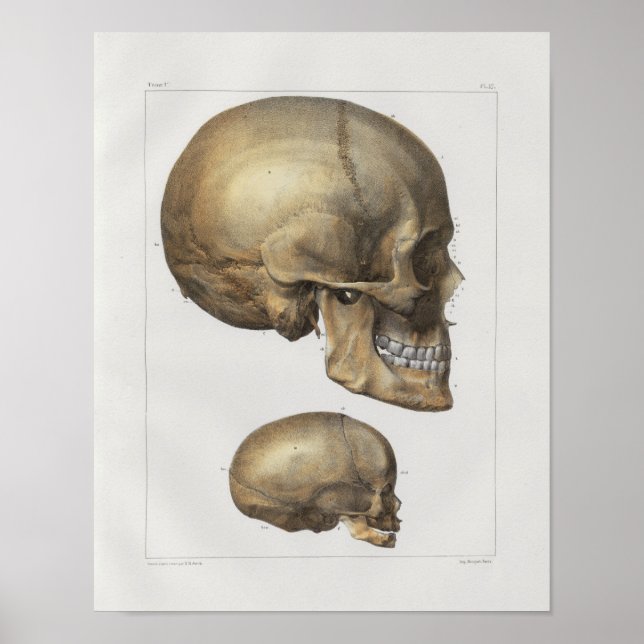 Impresión de anatomía de calavera humana de 1867 (Frente)