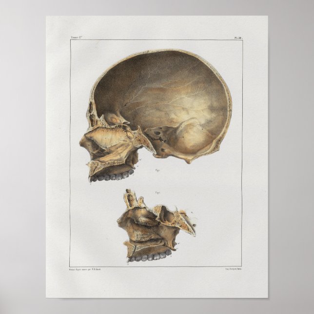 Impresión de anatomía de calavera humana de 1867 (Frente)