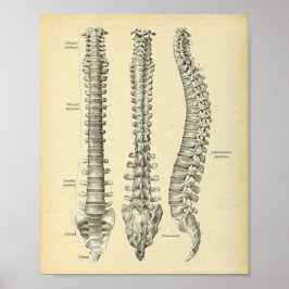 Impresión de anatomía de columna vertebral