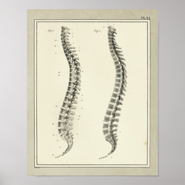Impresión de anatomía de columna vertebral de 1831 (Frente)