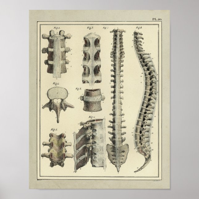 Impresión de anatomía de columna vertebral de 1831 (Frente)