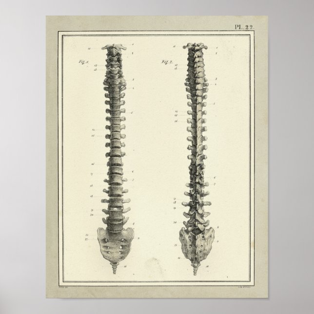 Impresión de anatomía de columna vertebral de 1831 (Frente)