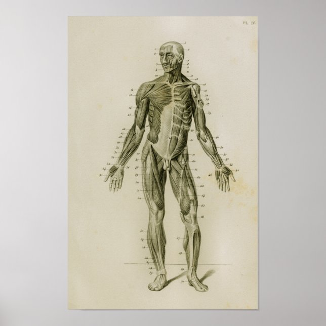 Impresión de anatomía de cosecha anterior de múscu (Frente)