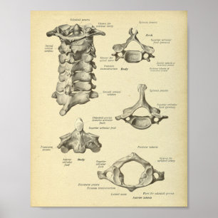 Impresión de anatomía de espina cervical