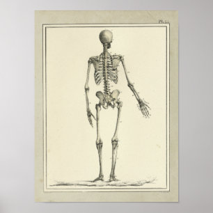 Impresión de anatomía de esqueletos de 1831 de épo