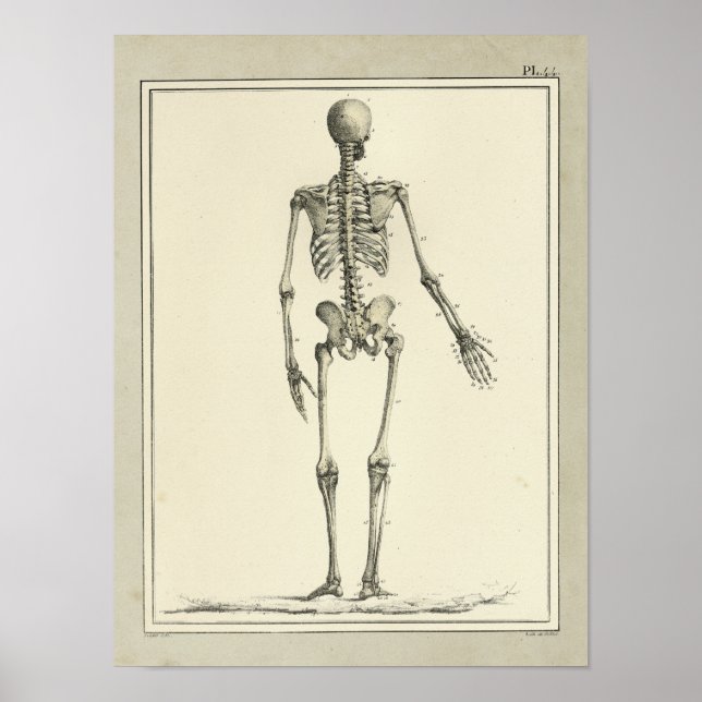 Impresión de anatomía de esqueletos de 1831 de épo (Frente)