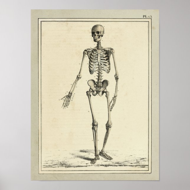 Impresión de anatomía de esqueletos de 1831 de épo (Frente)