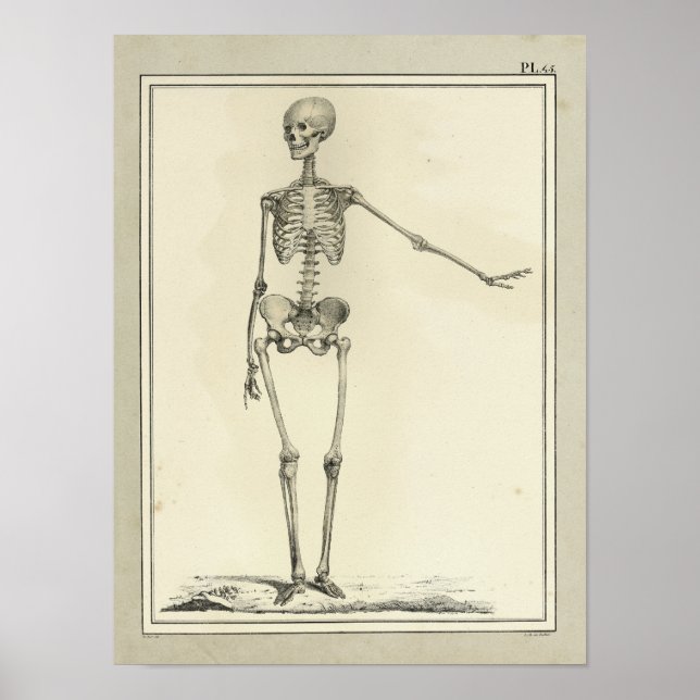 Impresión de anatomía de esqueletos de 1831 de épo (Frente)