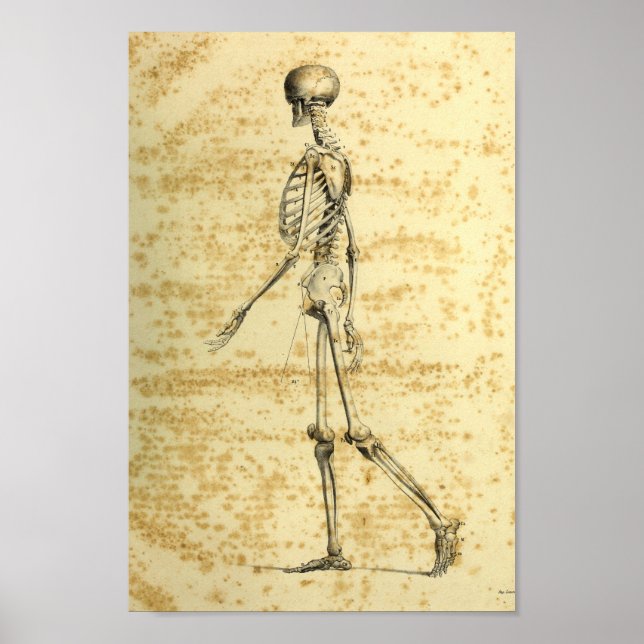 Impresión de anatomía de esqueletos humanos de 184 (Frente)