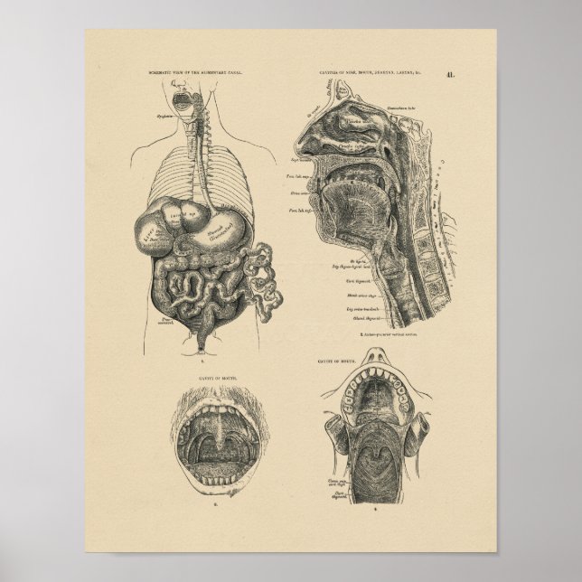 Impresión de anatomía de garganta de nariz vintage (Frente)