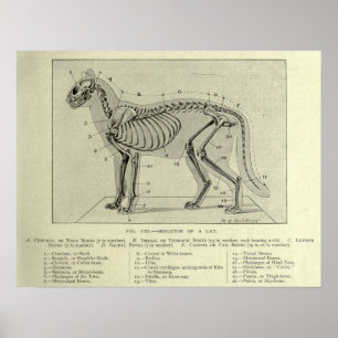 Impresión de anatomía de gatos esqueléticos