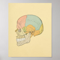 Impresión de anatomía de Gris de cráneo humano