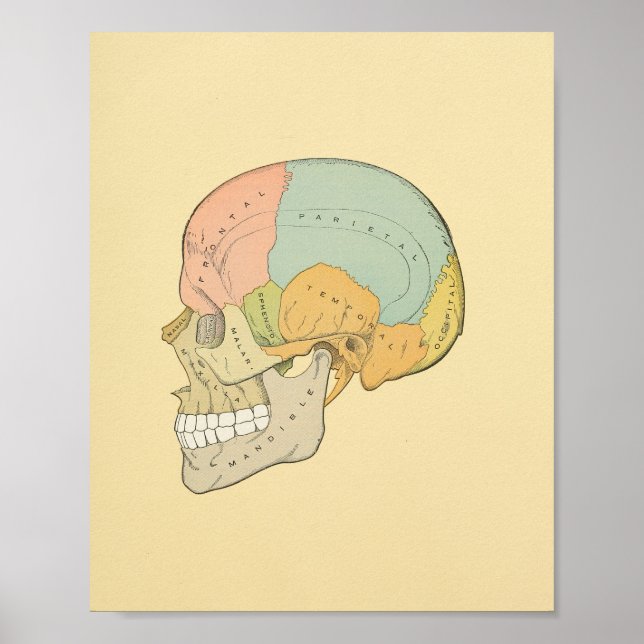 Impresión de anatomía de Gris de cráneo humano (Frente)