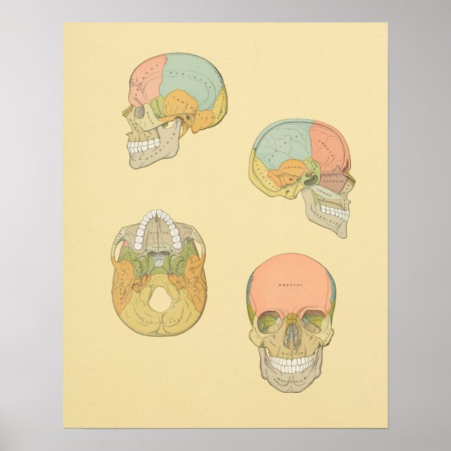 Impresión de anatomía de Gris de cráneo humano (Frente)