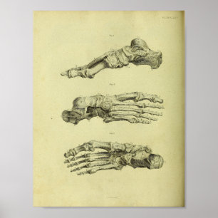Impresión de anatomía de huesos de pies humanos 18