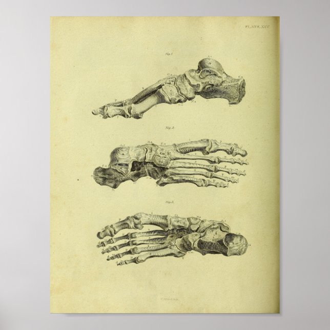 Impresión de anatomía de huesos de pies humanos 18 (Frente)