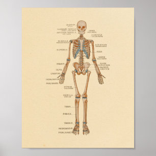 Impresión de anatomía de huesos esqueléticos hu