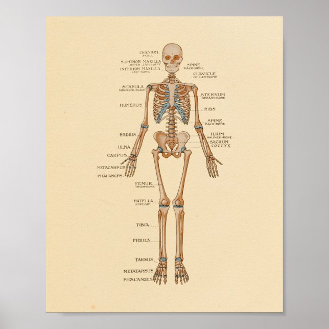Impresión de anatomía de huesos esqueléticos human (Frente)