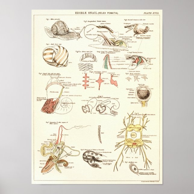Impresión de anatomía de la biología del caracol d (Frente)