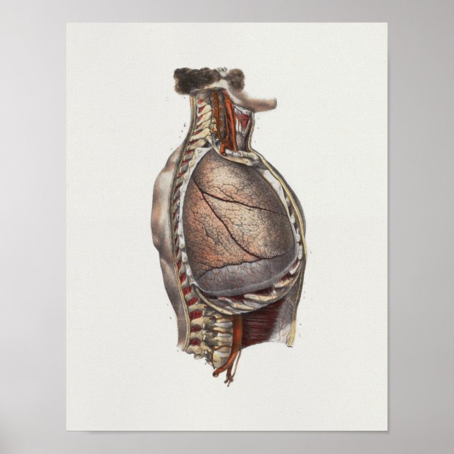 Impresión de anatomía de la columna vertebral del  (Frente)